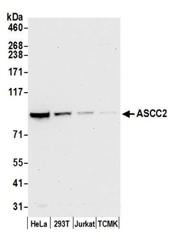 Rabbit anti-ASCC2 Antibody