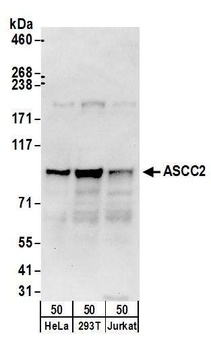 Rabbit anti-ASCC2 Antibody