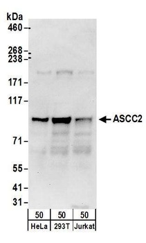 ASCC2 Antibody