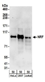Rabbit anti-NRF Antibody