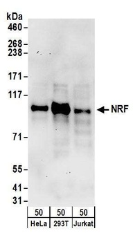 NRF Antibody