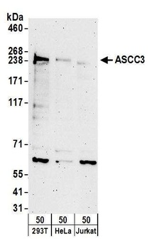 ASCC3 Antibody