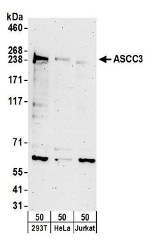 Rabbit anti-ASCC3 Antibody