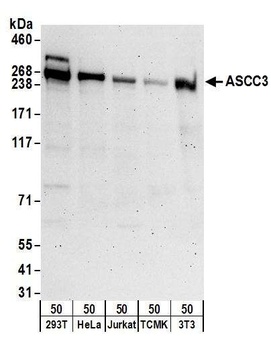 Rabbit anti-ASCC3 Antibody
