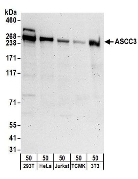 ASCC3 Antibody