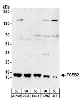 Rabbit anti-TCEB2 Antibody