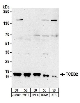 TCEB2 Antibody