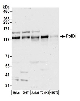 PolD1 Antibody