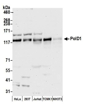 Rabbit anti-PolD1 Antibody