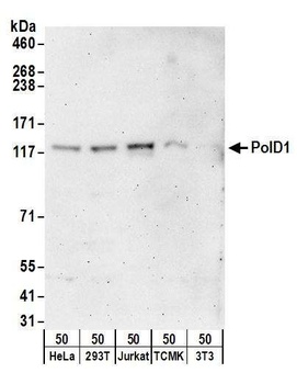 Rabbit anti-PolD1 Antibody