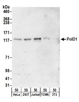 PolD1 Antibody