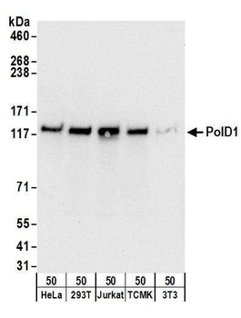 Rabbit anti-PolD1 Antibody