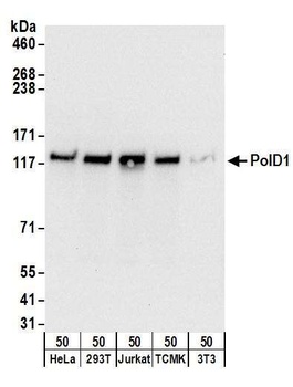 PolD1 Antibody