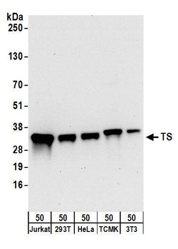 Rabbit anti-TS Antibody