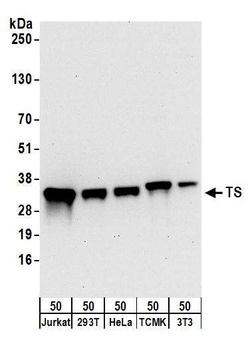 TS Antibody