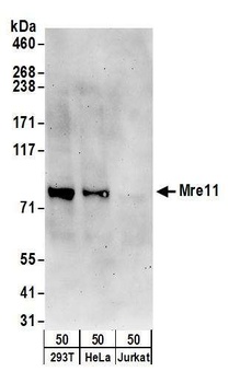 Rabbit anti-Mre11 Antibody