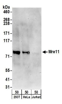 Mre11 Antibody