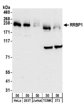 RRBP1 Antibody