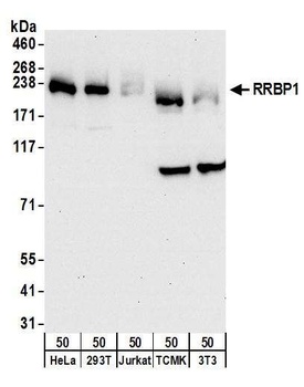 Rabbit anti-RRBP1 Antibody