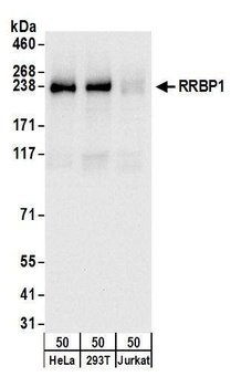 RRBP1 Antibody