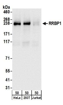 Rabbit anti-RRBP1 Antibody
