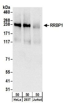 Rabbit anti-RRBP1 Antibody