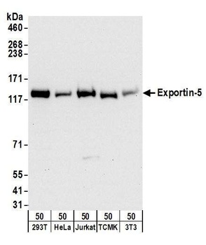 Exportin-5 Antibody