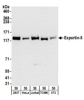 Rabbit anti-Exportin-5 Antibody