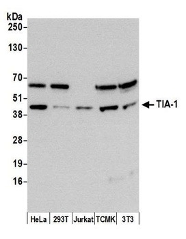 TIA-1 Antibody