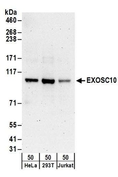 Rabbit anti-EXOSC10 Antibody