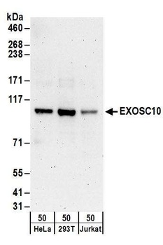 EXOSC10 Antibody