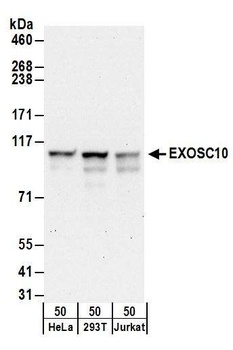 EXOSC10 Antibody