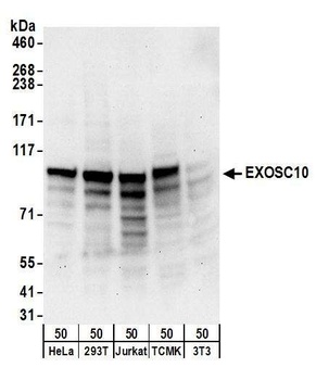 Rabbit anti-EXOSC10 Antibody