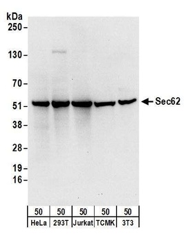 Rabbit anti-Sec62 Antibody