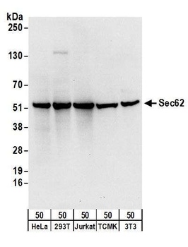 Sec62 Antibody