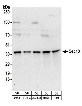 Rabbit anti-Sec13 Antibody