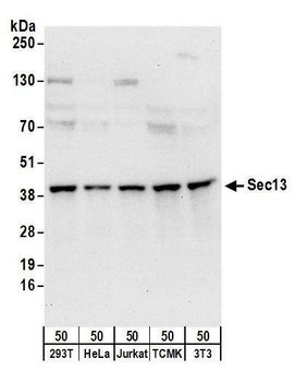 Sec13 Antibody