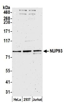 Rabbit anti-NUP93 Antibody