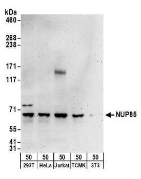 NUP85 Antibody