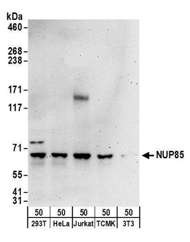 Rabbit anti-NUP85 Antibody