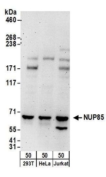 Rabbit anti-NUP85 Antibody