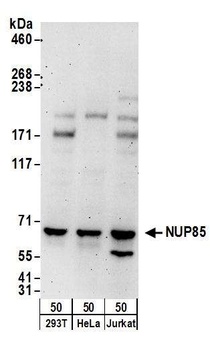 NUP85 Antibody