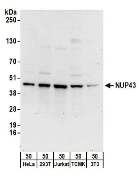 NUP43 Antibody