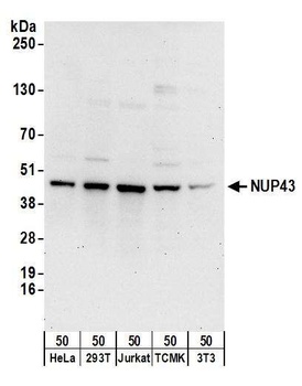 Rabbit anti-NUP43 Antibody