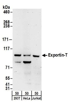 Exportin-T Antibody
