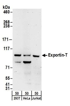 Rabbit anti-Exportin-T Antibody
