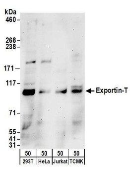 Rabbit anti-Exportin-T Antibody
