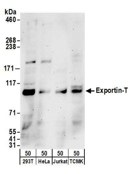 Exportin-T Antibody