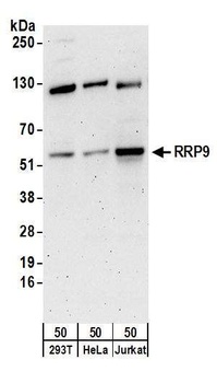 RRP9 Antibody