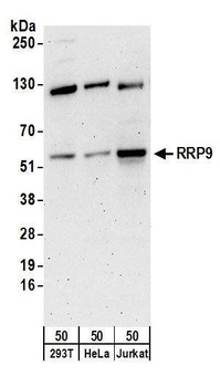 Rabbit anti-RRP9 Antibody